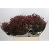 Limonium Scarlet Diamond
