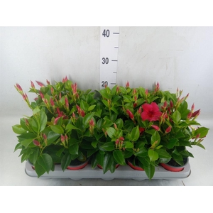 Mandevilla sand. 'Rio Deep Red'
