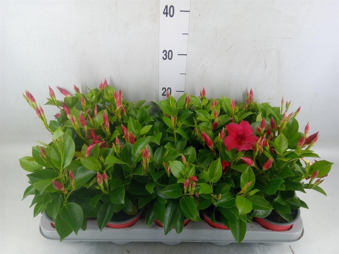<h4>Mandevilla sand. 'Rio Deep Red'</h4>