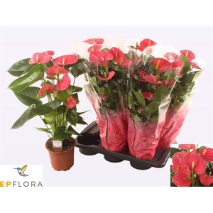 Anthu An Arisa Pink