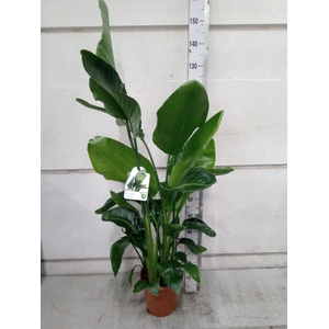 Strelitzia nicolai