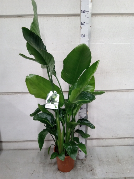 <h4>Strelitzia nicolai</h4>