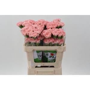 Di St Eternal Love 50cm