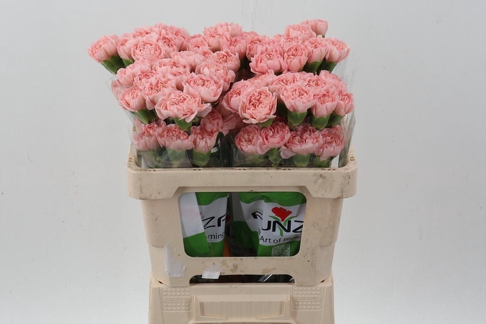 <h4>Di St Eternal Love 50cm</h4>