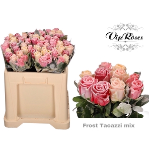 R Gr Frost Tacazzi Mix In Bos 588