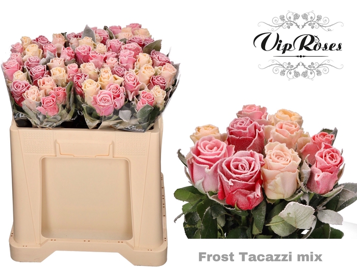 <h4>R Gr Vip Frost Tacazzi Mix In Bos</h4>