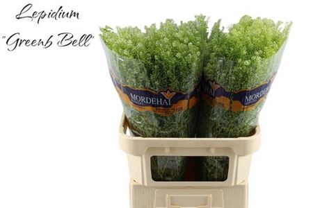 <h4>Lep Ru Green Bell</h4>