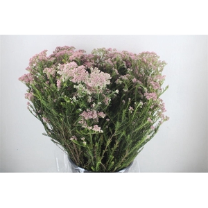 Rice Flower Pink P Bunch