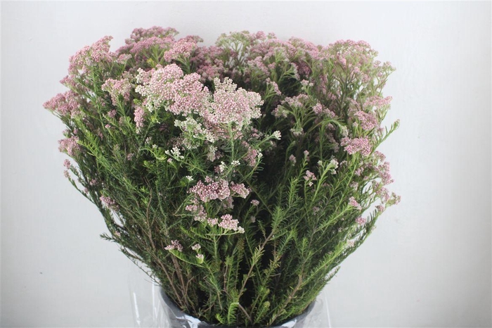 <h4>Rice Flower Pink P Bunch</h4>