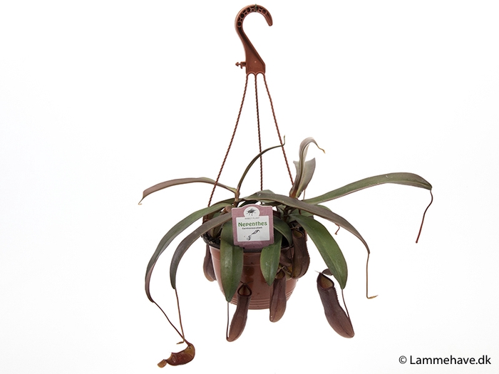 <h4>NEPENTHES-HYBRIDER P15 NR. 176</h4>