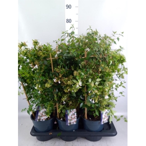Abelia grandiflora
