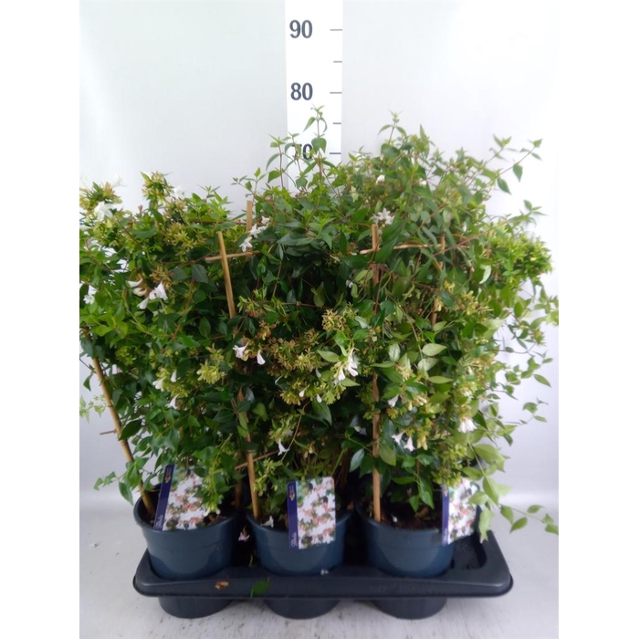 <h4>Abelia grandiflora</h4>