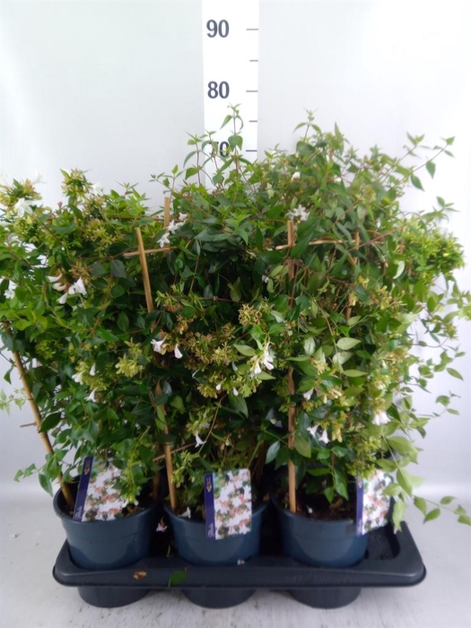Abelia grandiflora