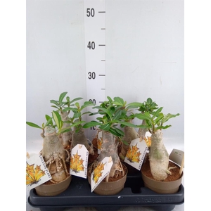 Adenium obesum