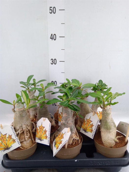 <h4>Adenium obesum</h4>