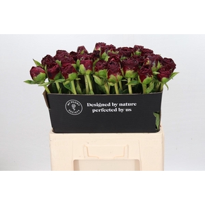 Paeonia Old Faithful