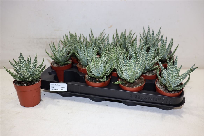 <h4>Aloe Humilis</h4>