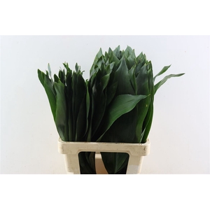Aspidistra 70cm