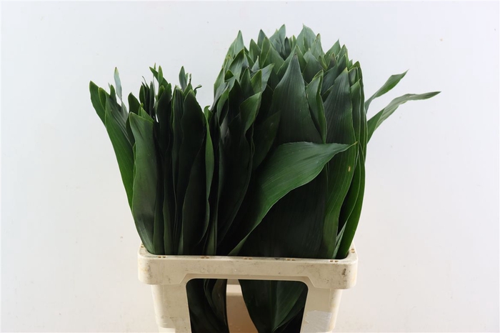 <h4>Aspidistra 70cm</h4>