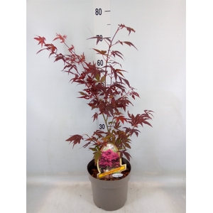 Acer palmatum 'Atropurpureum'