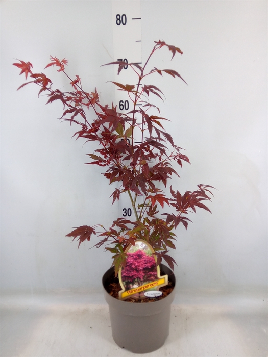 <h4>Acer palmatum 'Atropurpureum'</h4>