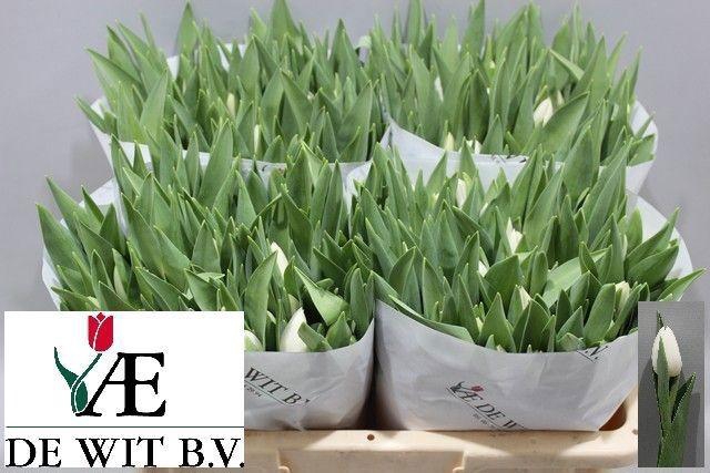 <h4>TU EN SILVER DOLLAR</h4>