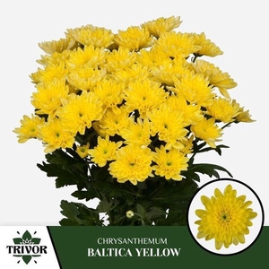 CHR T BALTICA YELLOW