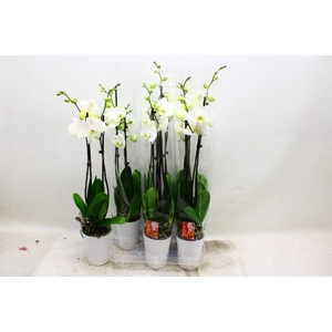 PHAL OV WIT