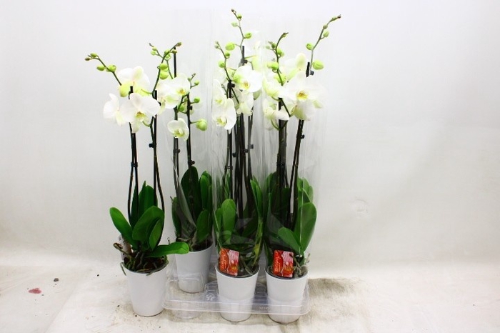 <h4>PHAL OV WIT</h4>