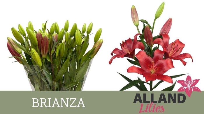 <h4>LI LA BRIANZA</h4>