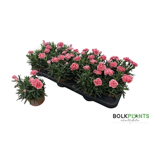 DIAN OSC ANTIQU PINK