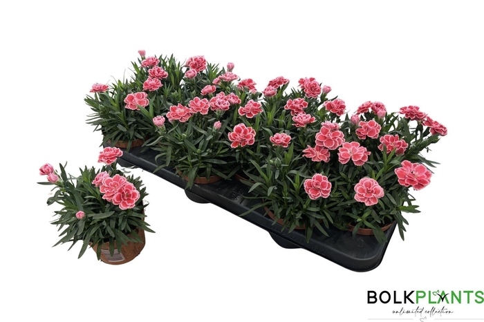 <h4>DIAN OSC ANTIQU PINK</h4>