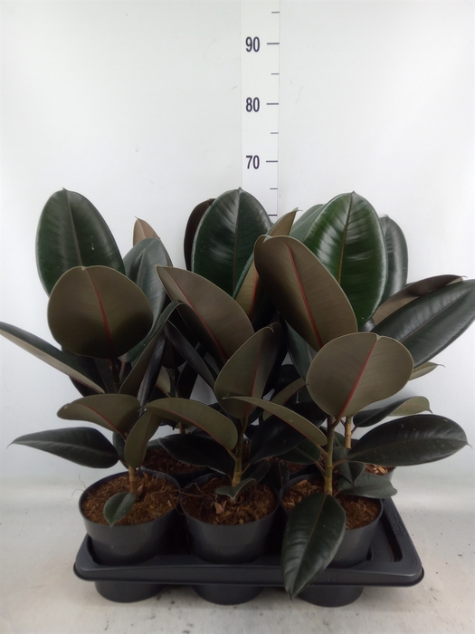 <h4>Ficus elastica 'Abidjan'</h4>