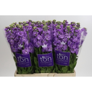 Matthiola incana 'Impala Lavender'