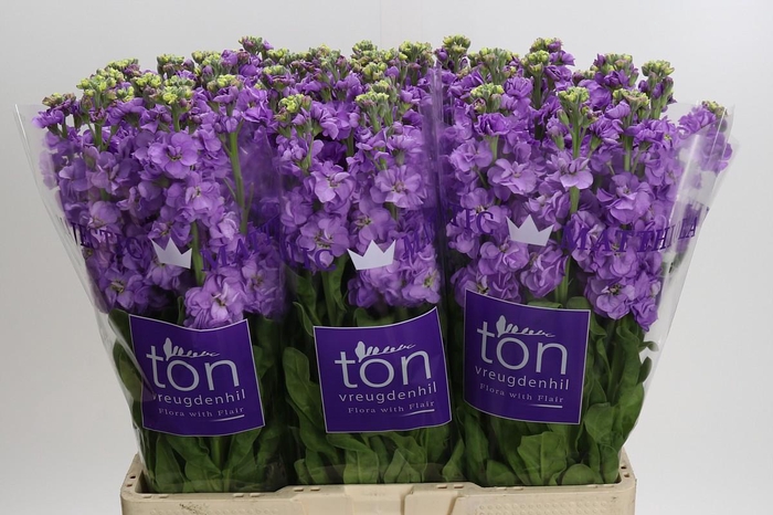 <h4>Matthiola incana 'Impala Lavender'</h4>