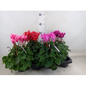 Cyclamen MD 'Macro'