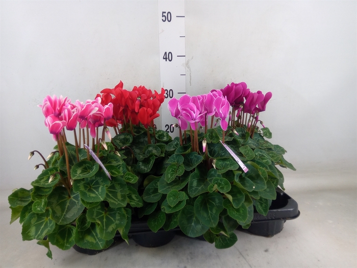 <h4>Cyclamen MD 'Macro'</h4>