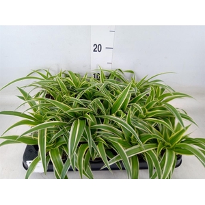 Chlorophytum com. 'Ocean'