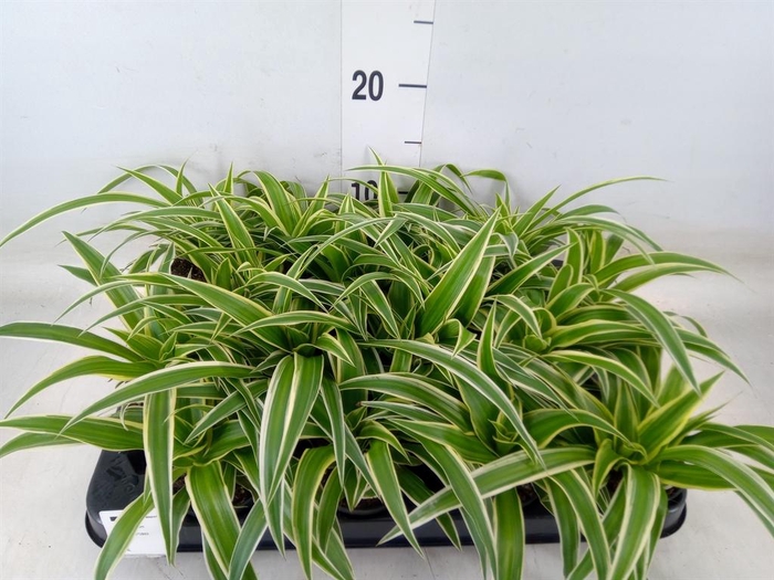 <h4>Chlorophytum com. 'Ocean'</h4>