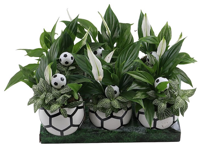 <h4>Arrangement Plants Football</h4>