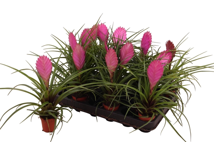 <h4>TILL CYANEA</h4>