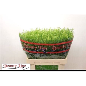Lep Vi Green Dragon