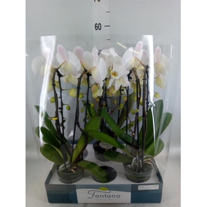 Phalaenopsis   ...white