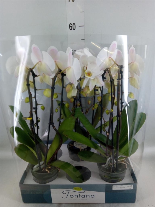 <h4>Phalaenopsis   ...white</h4>