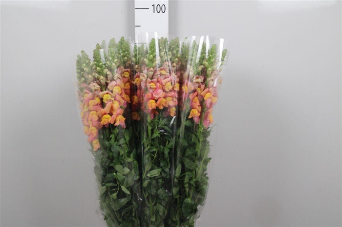 <h4>Antir It. Orange</h4>