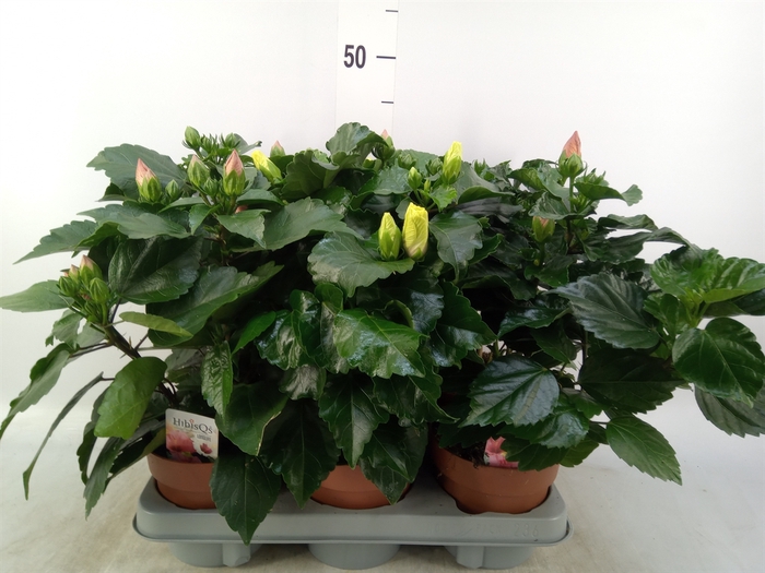 <h4>Hibiscus rosa-sin.   ...mix</h4>