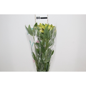 ALSTROEMERIA CARIBBEAN 080 CM