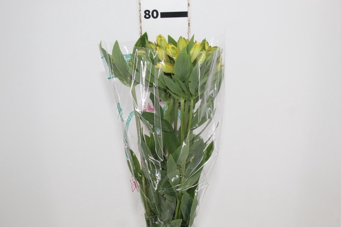 <h4>ALSTROEMERIA CARIBBEAN 080 CM</h4>