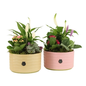 21979: Contradiction arrangement