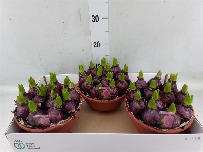 <h4>Hyacinthus orie. 'Pearl Pink'</h4>